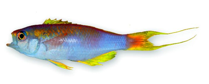 Callanthias ruber_005